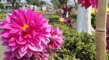 পিসিবিএল