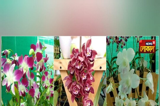Siliguri News: Orchid cultivatio has started in Siliguri, Know how to do it