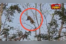গাছের মগডালে চড়লেন 'চিতা' মহারাজ গাছের মগডালে চড়লেন 'চিতা' মহারাজ