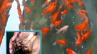 photo source collected photo source collected