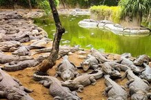 চেন্নাইয়ের হাজার হাজার কুমির পাড়ি দিচ্ছে গুজরাতে! আর্থিক হাল ফেরাতে উদ্যোগ চেন্নাইয়ের হাজার হাজার কুমির পাড়ি দিচ্ছে গুজরাতে! আর্থিক হাল ফেরাতে উদ্যোগ