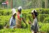 ৯৯,৯৯৯ টাকায় বিক্রি হচ্ছে এই চা, রেকর্ড করল ‘গোল্ডেন পার্ল’!