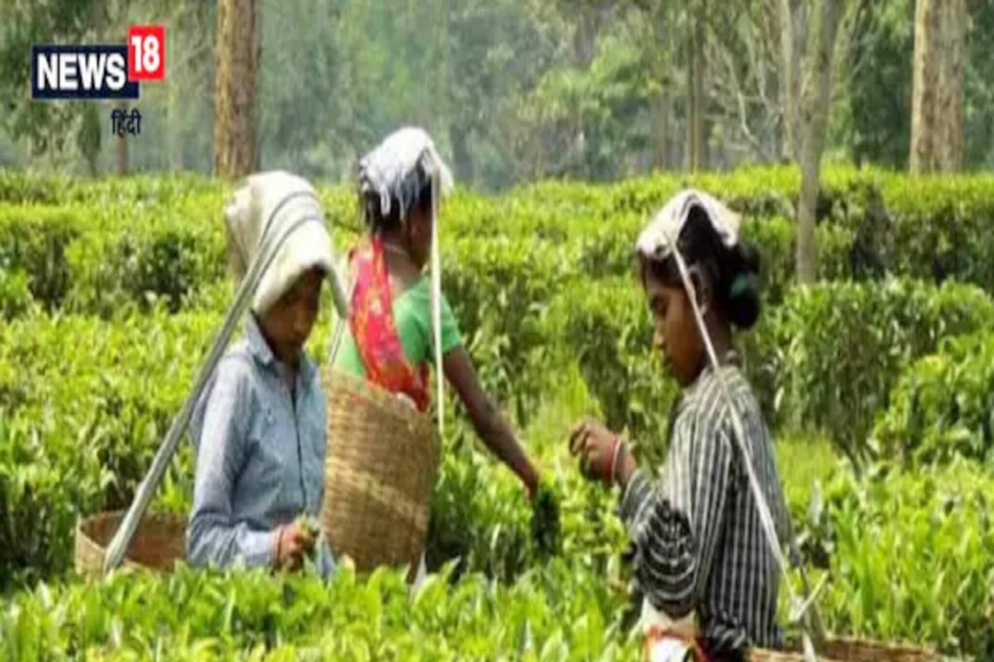 ৯৯,৯৯৯ টাকায় বিক্রি হচ্ছে এই চা, রেকর্ড করল ‘গোল্ডেন পার্ল’!