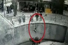 চিড়িয়াখানায় ভালুকের খাঁচায় ৩ বছরের মেয়েকে ছুড়ে দিল মা, তার পর? ভাইরাল ভিডিও