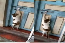 দরজায় টোকা দিচ্ছে বেড়াল! একেবারে মানুষের মতোই, ভিডিও দেখে অবাক নেটিজেন