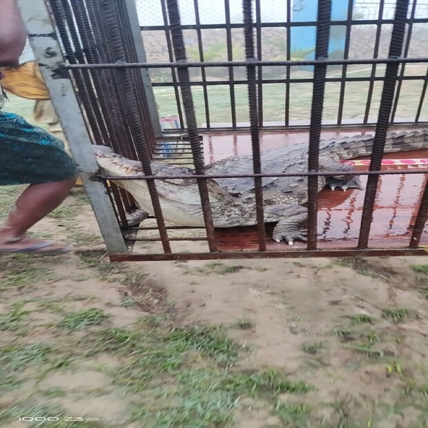 বৃহস্পতিবার সকালে নন্দীগ্রামের কাটাখালি খাল থেকে কুমির ধরা পড়ার এই ঘটনায় এলাকায় চাঞ্চল্য ছড়িয়ে পড়ে৷ পরে কুমিরটিকে উদ্ধার করে বন দফতরের হাতে তুলে দেন মৎস্যজীবীরা৷ 