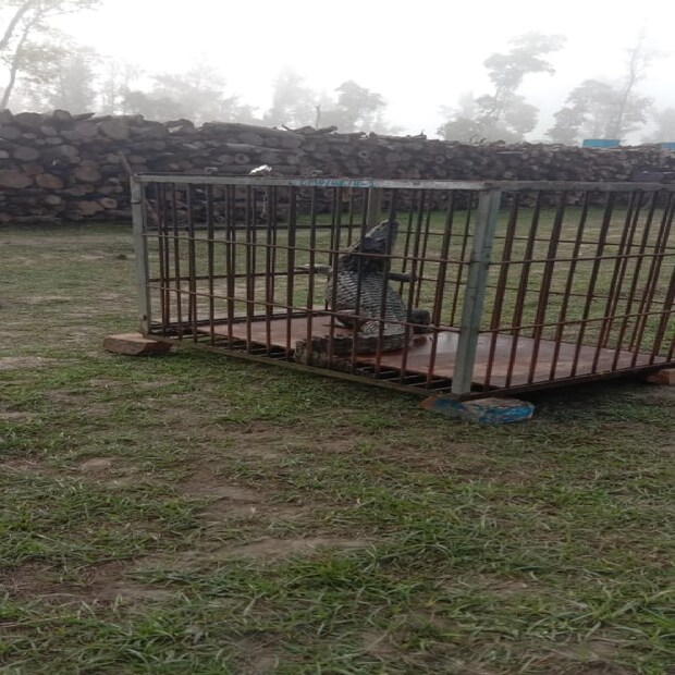  বন দফতরের কর্তাদের প্রাথমিক অনুমান, ইয়াস ঝড়ের সময় দক্ষিণ চব্বিশ পরগণার সুন্দরবন এলাকার কুমির প্রকল্পের অনেকগুলি কুমির ছানা ভেসে গিয়েছিল৷ ধরা পড়া কুমিরটি তার মধ্যে একটি হতে পারে বলে মনে করা হচ্ছে৷ 