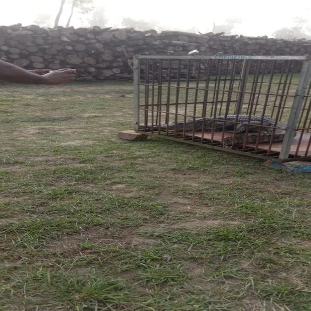 সাধারণত রাজনৈতিক ঘটনাবলীর জন্যই সংবাদ শিরোনামে থাকে নন্দীগ্রাম৷ কিন্তু এ দিন সকাল থেকে বিরাটাকার কুমিরকে কেন্দ্র করে সকাল থেকেই সেখানে হইহই কাণ্ড৷ 
