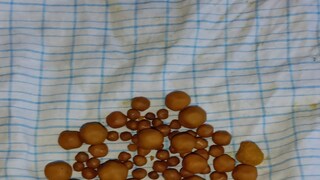 দেগঙ্গায় এমনই সোনালি রংয়ের পাথর মিলেছে গোমূত্র ও গোবর থেকে৷ 