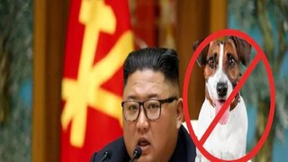 কিমের কোপে এবার পোষা সারমেয়রা৷ 