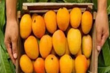 ৩১ হাজার টাকায় বিক্রি হচ্ছে এই বিশেষ আম ! ৩১ হাজার টাকায় বিক্রি হচ্ছে এই বিশেষ আম !