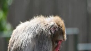 The authorities have trapped seven monkeys so far and these were later released in a forest. (Image Credits: AFP)
