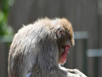 The authorities have trapped seven monkeys so far and these were later released in a forest. (Image Credits: AFP)
