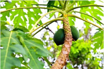 প্রতিদিনের রান্নায় পেঁপে থাকে? জেনে নিন পেঁপে বেশি খাওয়া কত ক্ষতিকর প্রতিদিনের রান্নায় পেঁপে থাকে? জেনে নিন পেঁপে বেশি খাওয়া কত ক্ষতিকর