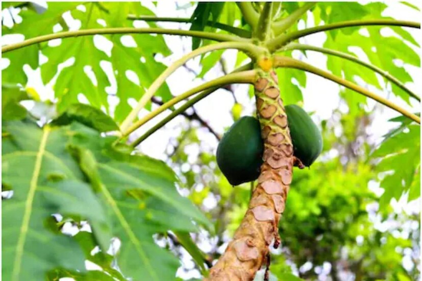 কাঁচা পেঁপে স্বাস্থ্যের জন্য উপকারী-এ কথা আমরা শুনে আসছি দীর্ঘ কয়েক যুগ ধরে৷ ভিটামিন এ, বি, সি, ই, পটাশিয়াম, ম্যাগনেসিয়াম-সহ নানা উপকারী উপাদানে ভরপুর এই সব্জি৷ তবে সবকিছুর মতো পেঁপেরও সাইড এফেক্ট আছে৷ জেনে নিন ডায়েটে অতিরিক্ত পেঁপে থাকলে কী ক্ষতি হয়৷ (Negative sides of papaya)