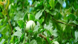 বেলের গুণাগুণের ছায়া দীর্ঘায়ত হয় গ্রীষ্ম জুড়ে