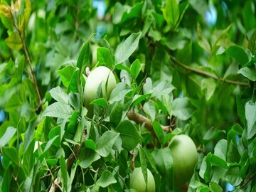 বেলের গুণাগুণের ছায়া দীর্ঘায়ত হয় গ্রীষ্ম জুড়ে
