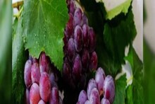 বহু উপকারিতা সত্ত্বেও অন্তঃসত্ত্বা অবস্থায় কি কালো আঙুর খাওয়া নিরাপদ?