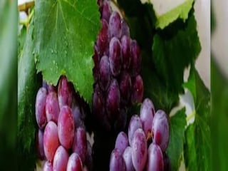
কালো আঙুরে রয়েছে ভিটামিন সি। যা আপনার শরীরের রোগ প্রতিরোধ ক্ষমতা বৃদ্ধি করে এবং (ইমিউনিটি বুস্টিং ফুডস) শক্তিশালী করে। এটা বিশ্বাস করা হয় যে এটি ওজন কমাতে কার্যকরী প্রমাণিত হয়। বিশেষজ্ঞদের মতে, কালো আঙুর খেলে শরীরে জমে থাকা অতিরিক্ত চর্বি বা চর্বি সহজেই পুড়ে যায়। তাই ওজন বৃদ্ধির সমস্যায় ভুগছেন যারা। তারা অবশ্যই কালো আঙুর খাবেন।