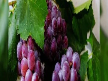 
কালো আঙুরে রয়েছে ভিটামিন সি। যা আপনার শরীরের রোগ প্রতিরোধ ক্ষমতা বৃদ্ধি করে এবং (ইমিউনিটি বুস্টিং ফুডস) শক্তিশালী করে। এটা বিশ্বাস করা হয় যে এটি ওজন কমাতে কার্যকরী প্রমাণিত হয়। বিশেষজ্ঞদের মতে, কালো আঙুর খেলে শরীরে জমে থাকা অতিরিক্ত চর্বি বা চর্বি সহজেই পুড়ে যায়। তাই ওজন বৃদ্ধির সমস্যায় ভুগছেন যারা। তারা অবশ্যই কালো আঙুর খাবেন।