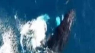Tango by a humpback whale and a dolphin