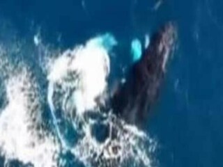 Tango by a humpback whale and a dolphin