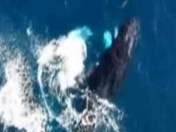 Tango by a humpback whale and a dolphin