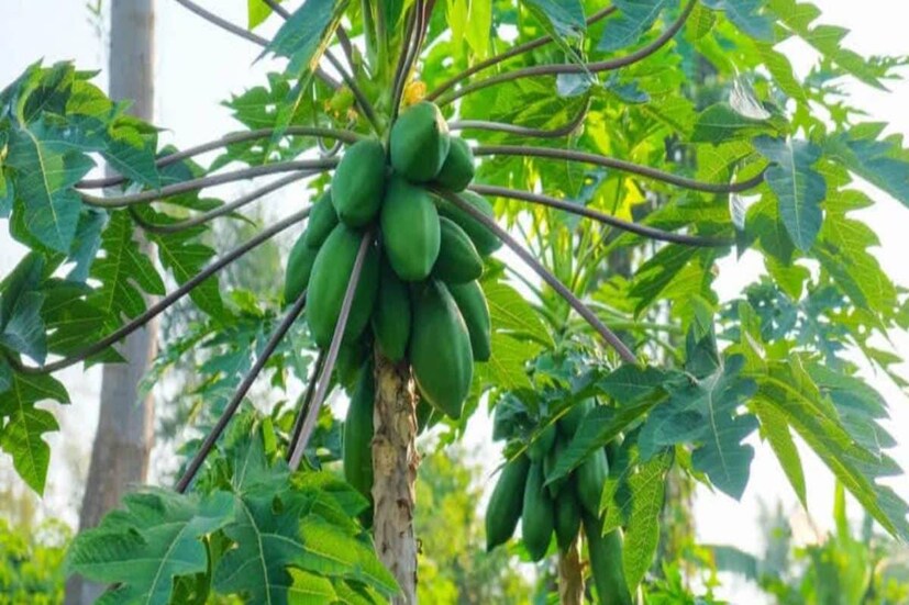 অন্তঃসত্ত্বা অবস্থায় কাঁচা পেঁপে খেতে নিষেধ করা হয়৷ এতে প্রোটিওলাইটিক উৎসেচক প্যাপাইন থাকে৷ যার ফলে ইউটেরাসের সঙ্কচোনের ফলে গর্ভপাতের আশঙ্কা রয়েই যায়৷ 