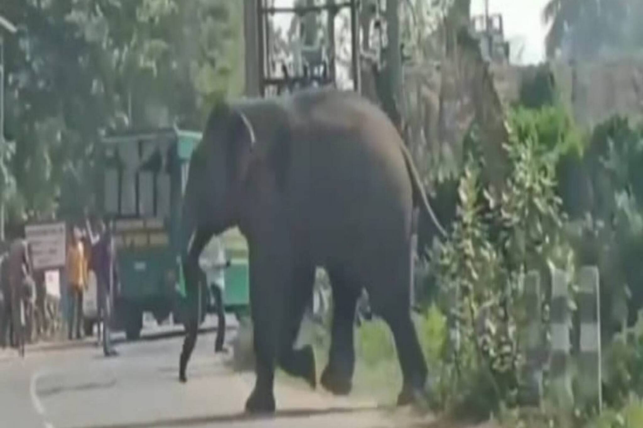 আউশগ্রামের জঙ্গলেই মূর্তিমান বিভীষিকা, উদ্বিগ্ন এলাকার বাসিন্দারা