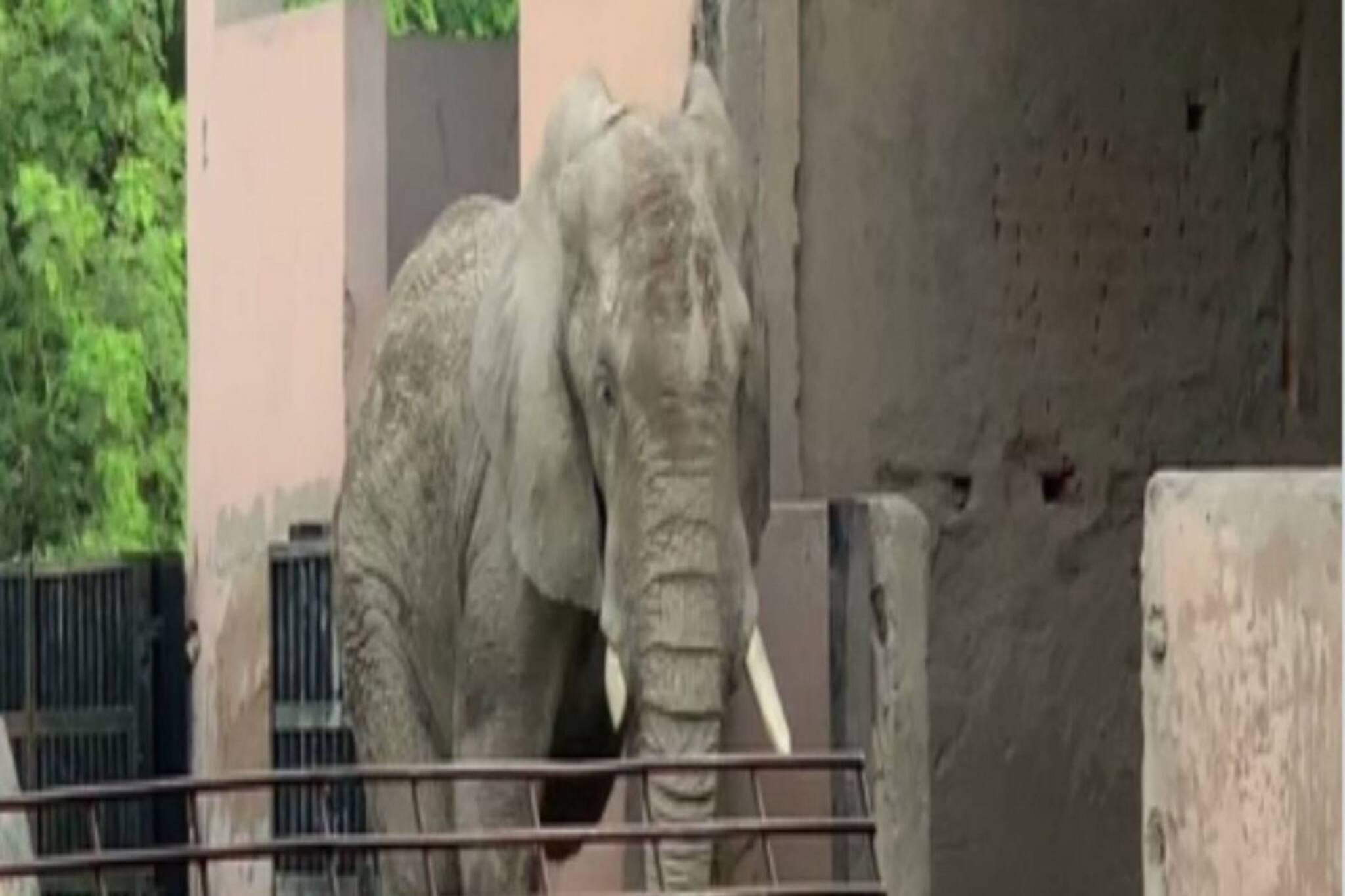 সঙ্গিনীকে হারিয়ে দীর্ঘ দিন নিঃসঙ্গ, শঙ্করকে জন্মভূমিতে পাঠাতে সরব পশুপ্রেমীরা