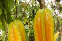 ফিরে যান স্কুলবেলায়, বসন্তের রোগ থেকে দূরে থাকতে চুটিয়ে খান কামরাঙা ফিরে যান স্কুলবেলায়, বসন্তের রোগ থেকে দূরে থাকতে চুটিয়ে খান কামরাঙা