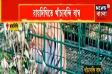 ১৬ দিন পর স্বস্তিতে রায়দিঘি! অবশেষে খাঁচাবন্দী বাঘমামা, দেখুন ভিডিও ১৬ দিন পর স্বস্তিতে রায়দিঘি! অবশেষে খাঁচাবন্দী বাঘমামা, দেখুন ভিডিও