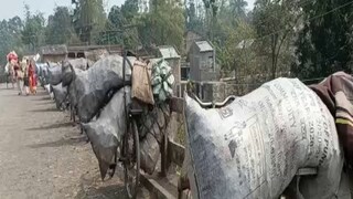 রমরমিয়ে চলছে কয়লার বেআইনি ব্যবসা