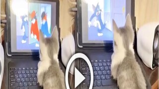 দুর্বার গতিতে ভাইরাল বেড়াল ছানার কার্টুন দেখা ভিডিও