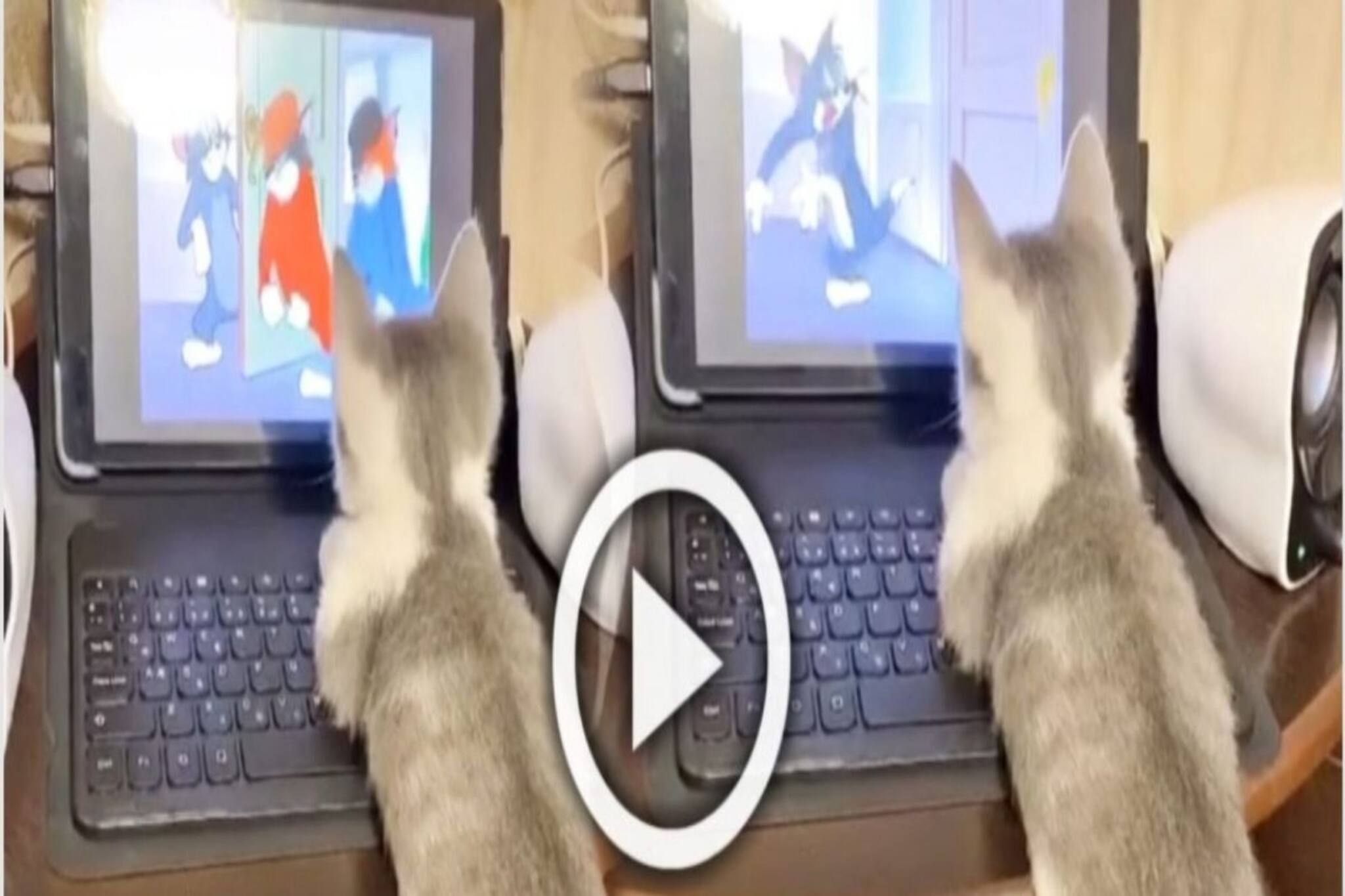 মন দিয়ে ‘টম অ্যান্ড জেরি’ দেখছে ছোট্ট বিড়ালছানা, নেটদুনিয়ায় নিমেষে ভাইরাল ভিডিও