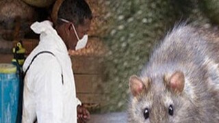 নতুন আতঙ্ক লাসা জ্বর নতুন আতঙ্ক লাসা জ্বর