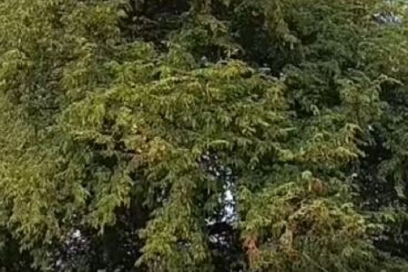 দীর্ঘ ৪২ বছর সুভাষ বাবু বন কর্মী হিসেবে কাজ করেছেন বন দফতরে। তাই গাছের সঙ্গে তাঁর সম্পর্ক অনেকটাই গভীর। কারন কর্মজীবনেও তিনি গাছ নিয়েই চর্চা করেছেন। আর সেই সময় তিনি লক্ষ্য করেন, মূলত বট, অশ্বত্থ সহ বড় বড় গাছ কাটা হয়, কিন্তু কেউ এইসব গাছ লাগানো হয় না। যার ফলে এইসব গাছ আস্তে আস্তে লুপ্ত হওয়ার পথে একই সঙ্গে লুপ্ত হচ্ছে এই গাছ গুলির উপর নির্ভরশীল পাখিপক্ষী, বাদুড় প্রভৃতি। যার ফলে প্রভাব পড়ছে পরিবেশের ভারসাম্য রক্ষায়। তাই সুভাষ চন্দ্র মাহাত সিদ্ধান্ত নেন বট অশ্বত্থ গাছ গুলির অস্তিত্ব টিকিয়ে রাখার।
