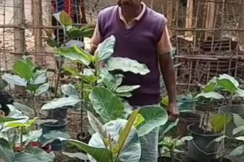 শুধু নিজেই নয়, অপরকেও এই কাজ করার জন্য উদ্বুদ্ধ করেন তিনি। তাই বিনামূল্যে গাছের চারা বিলিও করেন সুভাষ বাবু। অবসরের পর দীর্ঘ ১২ বছর তিনি এই মহতী কাজ করে চলেছেন। তাঁর এই কাজের জন্য বেশকিছু স্বেচ্ছাসেবী সংগঠন তাকে পুরষ্কৃত করেছে। কেউ কেউ ভালো বেসে সুভাষ বাবুর নাম দিয়েছেন গাছ দাদু, সবুজ ক্ষুদিরাম। Input- Partha Mukherjee