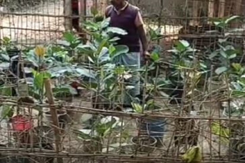 তাই তিনি নিজের বাড়িতেই এই সব গাছ সংরক্ষন করা শুরু করেছেন। সুভাষ বাবু জানান, তিনি বিভিন্ন ভাঙা বাড়ি, খড়ের গাদা থেকে এই সমস্ত গাছ গুলি তুলে এনে বাড়িতে লাগান, পরিচর্যা করে বাঁচিয়ে বড় করে তোলেন এইসব গাছ গুলিকে, পরে সেগুলি বিভিন্ন ফাঁকা জায়গায় লাগান।