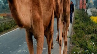 উট উদ্ধার হেমতাবাদে! উট উদ্ধার হেমতাবাদে!