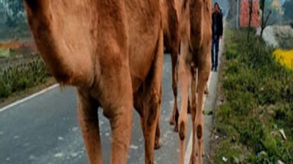 উট উদ্ধার হেমতাবাদে! উট উদ্ধার হেমতাবাদে!