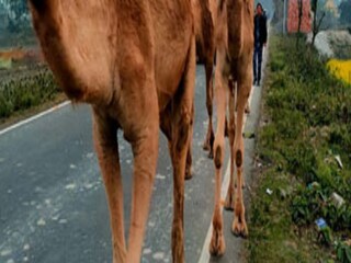 উট উদ্ধার হেমতাবাদে!
