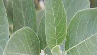 প্রতীকী ছবি ৷