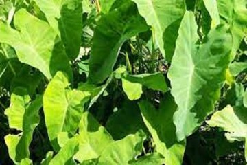 কোলেস্টেরলের ঝুঁকি কমায়! অ্যানিমিয়া দূর করে, গর্ভবতী মায়েদের জন্য ভাল কোলেস্টেরলের ঝুঁকি কমায়! অ্যানিমিয়া দূর করে, গর্ভবতী মায়েদের জন্য ভাল