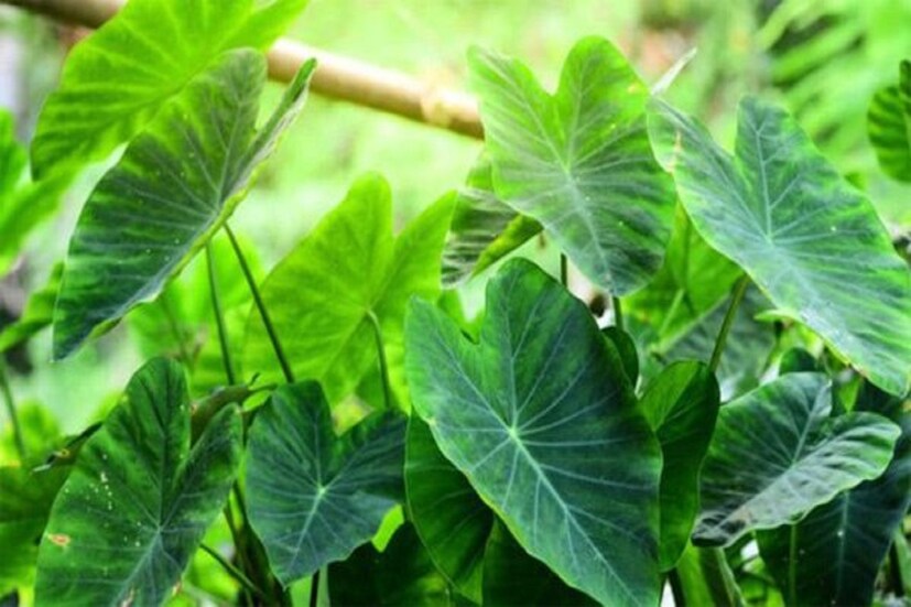 কচুশাক রোগ প্রতিরোধ ক্ষমতাকে তমুল ভাবে বৃদ্ধি করে ৷ শুধুই রাতকানা রোগ থেকে মুক্তি দেয়নি ৷ প্রতীকী ছবি ৷