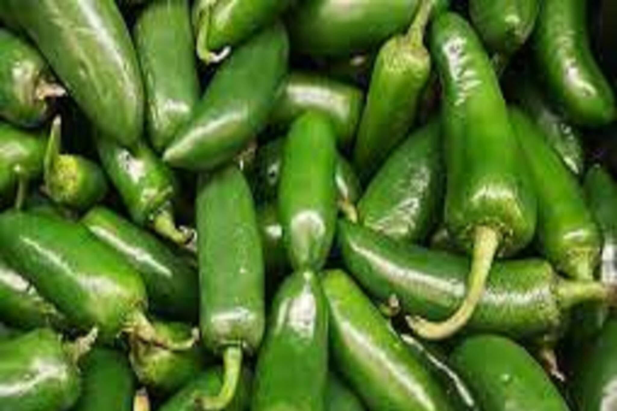 ভিটামিন ও খনিজে পরিপূর্ণ কাঁচালঙ্কা, সব রান্নায় দিলেই ম্যাজিক, রক্তপাত বন্ধ করে