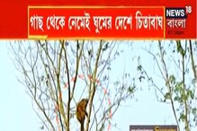 গল্পের গরু নয়, এবার গাছে উঠলো চিতাবাঘ, দার্জিলিং-নকশালবাড়িতে বাঘ নামে কাটা হল গল্পের গরু নয়, এবার গাছে উঠলো চিতাবাঘ, দার্জিলিং-নকশালবাড়িতে বাঘ নামে কাটা হল