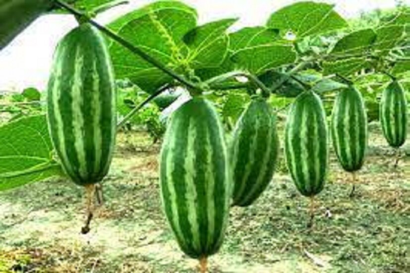 চুলপড়ার সমস্যা থেকে মুক্তি দিতে পারে পটল ৷ যেখানে যেখানে মাথায় চুল সেখানে পটলের রস মাখলে ভাল ফল পাওয়া যাবে ৷ পলতা পাতার রস টাকে ঘষলে ভাল ফল পাওয়াটা যায় ৷ প্রতীকী ছবি ৷ 