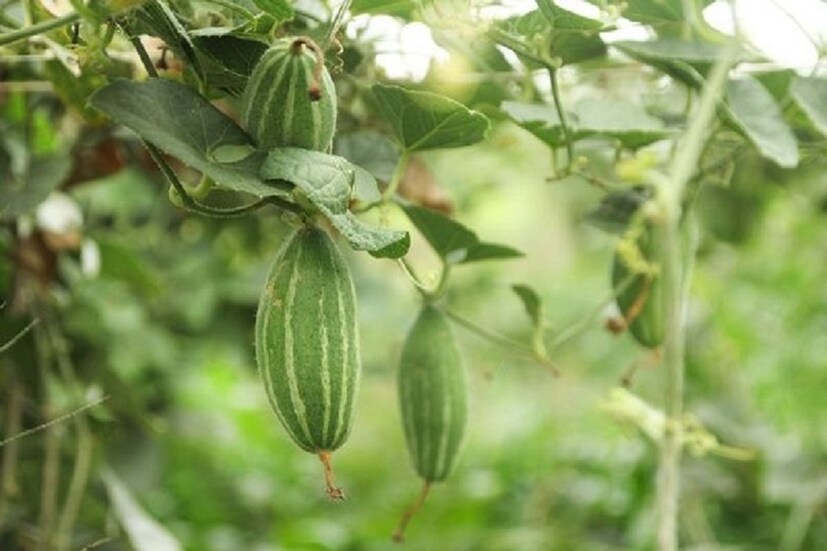 ফোঁড়া থেকে মুক্তি পাওয়া যায় যদি পটল খাওয়া যায় সেই সময়ে ৷ পটল চামড়া জনিত সমস্যা থেক মুক্তি দেয় ৷ এমনকী পিত্তজরে পটল সেদ্ধ করে খেলে উপকার পাওয়া সম্ভব ৷ প্রতীকী ছবি ৷ 