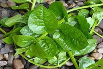 Indian Spinach: খাদগুণে ঠাসা পুঁইশাক! ঠিক এই কারণেই খাওয়া অত্যন্ত জরুরি